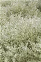 Artemisia schmidtiana 'Silver Mound' - Garten-Beifuß 'Silver Mound'