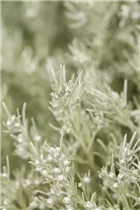 Artemisia schmidtiana 'Silver Mound' - Garten-Beifuß 'Silver Mound'
