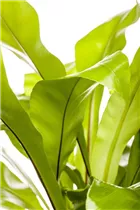 Asplenium nidus - Nestfarn Asplenium nidus - Nestfarn