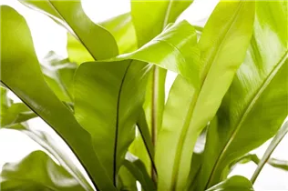 Asplenium nidus - Nestfarn Asplenium nidus - Nestfarn