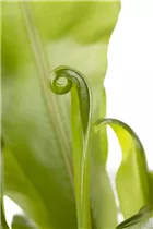 Asplenium nidus - Nestfarn Asplenium nidus - Nestfarn