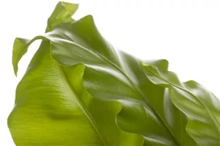 Asplenium nidus - Nestfarn Asplenium nidus - Nestfarn