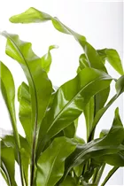 Asplenium nidus - Nestfarn Asplenium nidus - Nestfarn