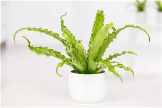 Asplenium nidus - Nestfarn Asplenium nidus - Nestfarn