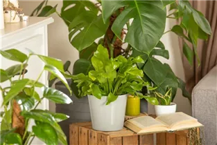 Asplenium nidus - Nestfarn Asplenium nidus - Nestfarn