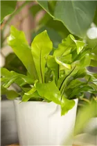 Asplenium nidus - Nestfarn Asplenium nidus - Nestfarn