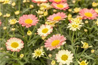 Argyranthemum pac® Day-Zee® - Argyranthemum pac® Day-Zee®