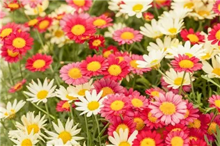 Argyranthemum pac® Day-Zee® - Argyranthemum pac® Day-Zee®