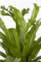 Asplenium nidus 'Amy' - Nestfarn 'Amy' Asplenium nidus 'Amy' - Nestfarn 'Amy'