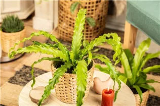 Asplenium nidus 'Crispy Wave' - Nestfarn 'Crispy Wave' Asplenium nidus 'Crispy Wave' - Nestfarn 'Crispy Wave'