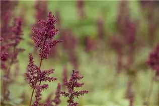 Astilbe x arendsii 'Glut' - Arends Garten-Prachtspiere 'Glut'