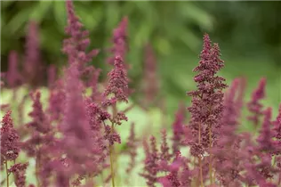 Astilbe x arendsii 'Glut' - Arends Garten-Prachtspiere 'Glut'