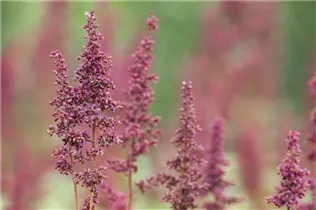 Astilbe x arendsii 'Glut' - Arends Garten-Prachtspiere 'Glut'