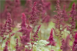 Astilbe x arendsii 'Glut' - Arends Garten-Prachtspiere 'Glut'