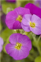 Aubrieta gracilis 'Florado Rose Red' - Blaukissen 'Florado Rose Red' Aubrieta gracilis 'Florado Rose Red' - Blaukissen 'Florado Rose Red'