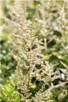 Astilbe x arendsii - Arends Garten-Prachtspiere Astilbe x arendsii - Arends Garten-Prachtspiere