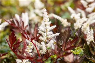 Astilbe x arendsii 'Irrlicht' - Arends Garten-Prachtspiere 'Irrlicht'