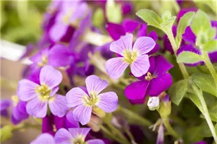 Aubrieta 'Kitte'® - Garten-Blaukissen