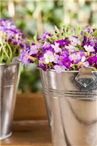 Aubrieta 'Kitte'® - Garten-Blaukissen