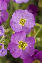 Aubrieta x cultorum - Garten-Blaukissen