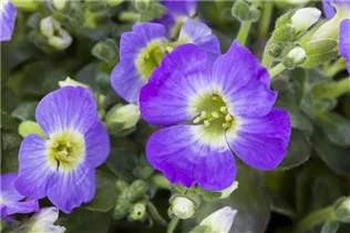 Aubrieta x cultorum - Garten-Blaukissen