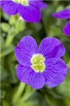 Aubrieta x cultorum - Garten-Blaukissen