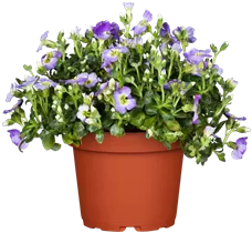 Aubrieta x cultorum - Garten-Blaukissen