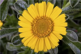 Asteriscus maritimus - Goldtaler Asteriscus maritimus - Goldtaler