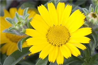 Asteriscus maritimus - Goldtaler Asteriscus maritimus - Goldtaler