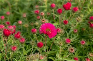 Aster novae-angliae 'Alma Pötschke' - Garten-Raublatt-Aster 'Alma Pötschke'