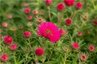 Aster novae-angliae 'Alma Pötschke' - Garten-Raublatt-Aster 'Alma Pötschke'