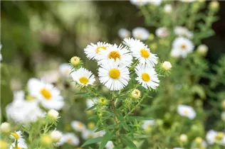 Aster novae-angliae 'Herbstschnee' - Garten-Raublatt-Aster 'Herbstschnee'