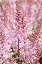 Astilbe chinensis 'Serenade' - Garten-Prachtspiere 'Serenade'