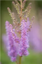 Astilbe chinensis var. pumila - Teppichspiere