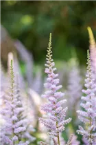 Astilbe chinensis var. pumila - Teppichspiere