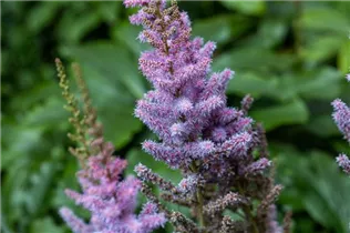 Astilbe chinensis var. pumila - Teppichspiere