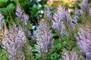 Astilbe chinensis var. pumila - Teppichspiere