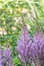 Astilbe chinensis var. pumila - Teppichspiere