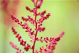 Astilbe x arendsii, rot - Astilbe x arendsii, rot
