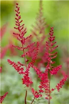 Astilbe x arendsii, rot - Astilbe x arendsii, rot