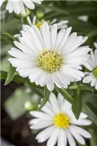 Aster novi-belgii - Glattblatt-Aster