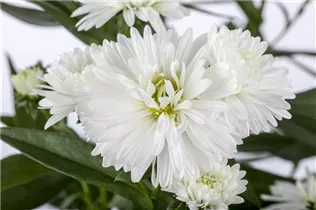 Aster novi-belgii - Glattblatt-Aster