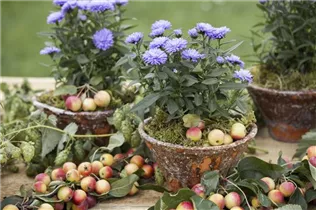 Aster novi-belgii - Glattblatt-Aster