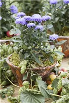 Aster novi-belgii - Glattblatt-Aster