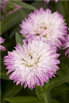 Aster novi-belgii - Glattblatt-Aster