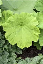 Astilboides tabularis - Tafelblatt