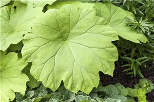 Astilboides tabularis - Tafelblatt