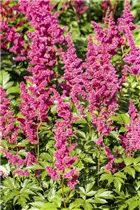 Astilbe japonica - Japanische Prachtspiere Astilbe japonica - Japanische Prachtspiere