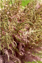 Astilbe japonica - Japanische Prachtspiere Astilbe japonica - Japanische Prachtspiere