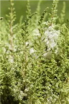 Astilbe japonica - Japanische Prachtspiere Astilbe japonica - Japanische Prachtspiere